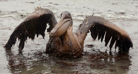 A pelican covered in oil from the spill. Photo: AP